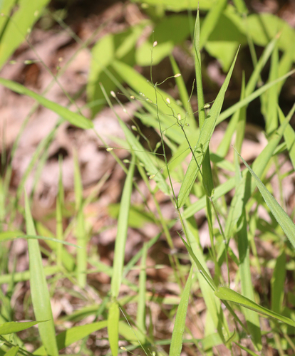 Difficult Creek Witchgrass (Dichanthelium harvillii)