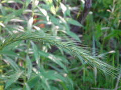 Elymus riparius