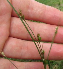Juncus