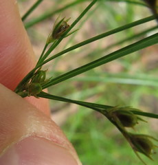 Juncus