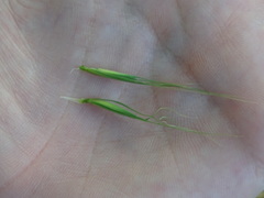Elymus riparius