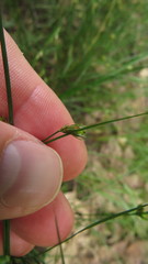 Juncus