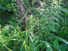Elymus riparius
