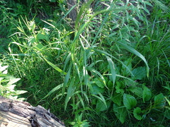 Elymus riparius