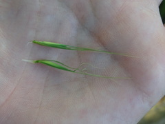 Elymus riparius