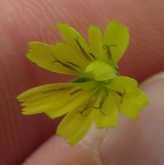 Lapsana communis