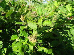 Physocarpus intermedius