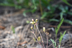 Lomatium engelmannii