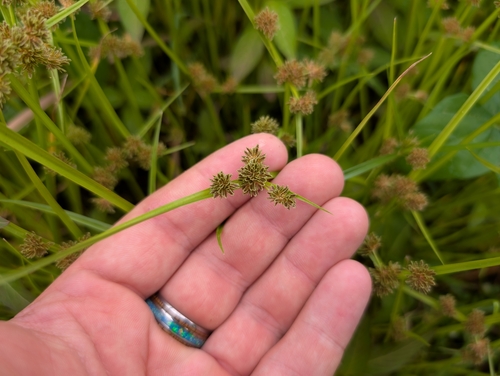 Cyperus difformis observed 2024-12-28