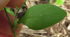 Lapsana communis