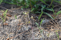 Lomatium engelmannii