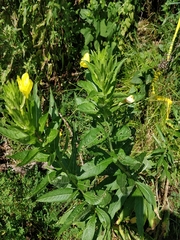 Oenothera