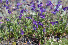 Penstemon roezlii