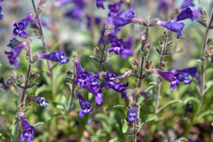Penstemon roezlii