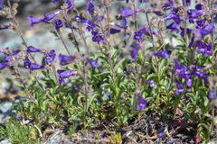 Penstemon roezlii