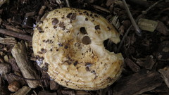 Lactarius
