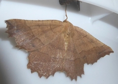 Euchlaena johnsonaria