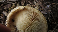 Lactarius