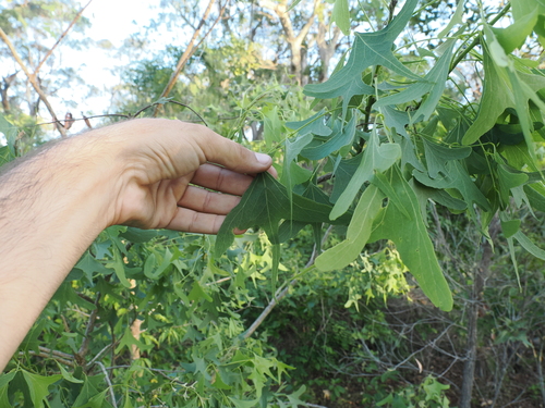 Image of Erythrina vespertilio by (c) Lucas Christofides, some rights reserved (CC BY)