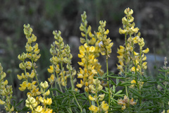 Lupinus croceus