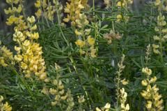 Lupinus croceus