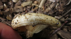 Lactarius