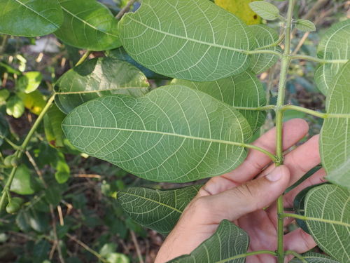 Image of Ficus opposita by (c) Lucas Christofides, some rights reserved (CC BY)