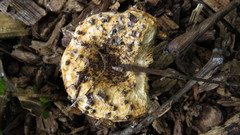 Lactarius