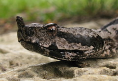 Vipera ammodytes