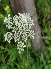 Daucus carota