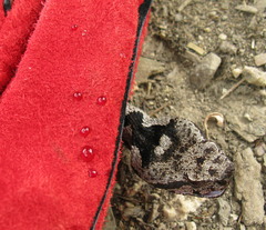 Vipera ammodytes
