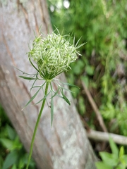 Daucus carota