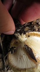 Lactarius