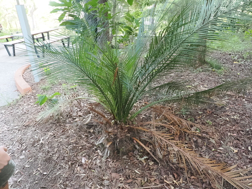 Wild pineapple (Macrozamia miquelii)