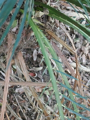 (c) Lucas Christofides, some rights reserved (CC BY) Macrozamia miquelii, photograph (c) Lucas Christofides, some rights reserved (CC BY)