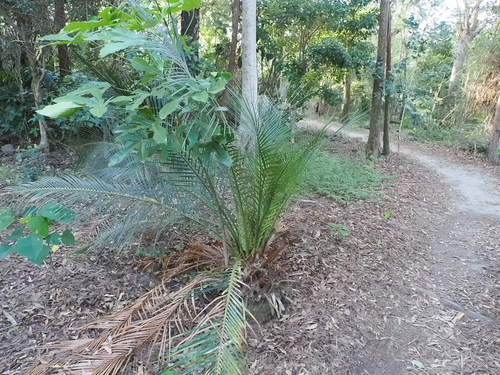 Macrozamia miquelii, photograph 6