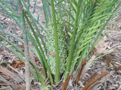 Image of Macrozamia miquelii by (c) Lucas Christofides, some rights reserved (CC BY)