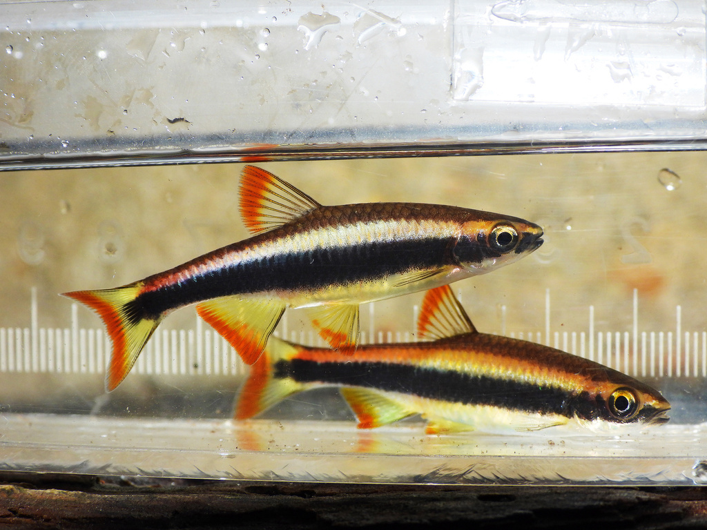 Flagfin Shiner