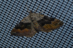 Xanthorhoe quadrifasiata