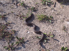 Vipera ammodytes
