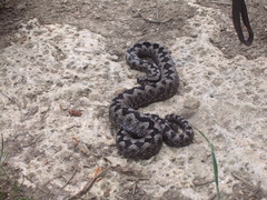 Vipera ammodytes