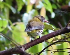 Ventriloquial Oriole photo 2