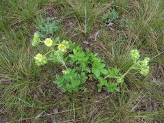 Drymocallis convallaria