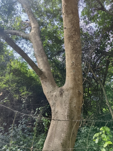 Image of Ficus sycomorus by (c) Benjamin Fredlund, some rights reserved (CC BY)