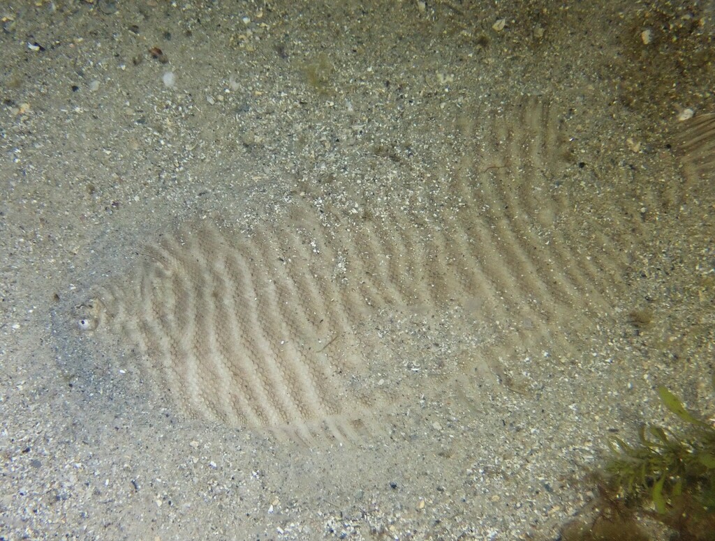 Ladder sole (Zebrias scalaris) — Soleidae