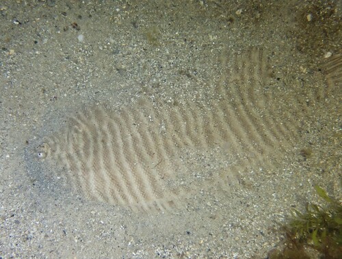Ladder sole (Zebrias scalaris) — Soleidae
