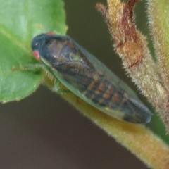 Gypona verticalis
