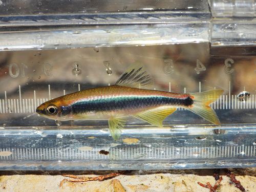 Pteronotropis hypselopterus (Günther, 1868)