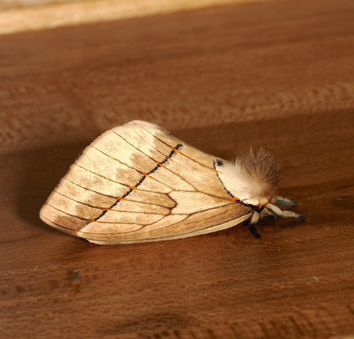 Pseudodirphia eumedidoides