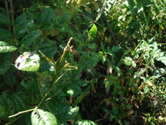 Diceratobasis melanogaster